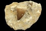 Mosasaur (Prognathodon) Tooth In Rock #70448-1